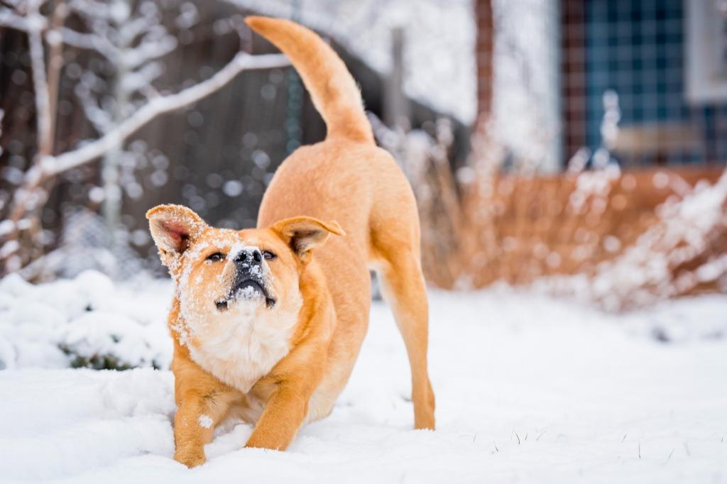 Jermaine, a Adoptable Cattle Dog in Fort Lupton, CO image 3/6