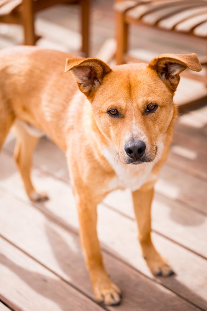Jermaine, a Adoptable Cattle Dog in Fort Lupton, CO image 4/6