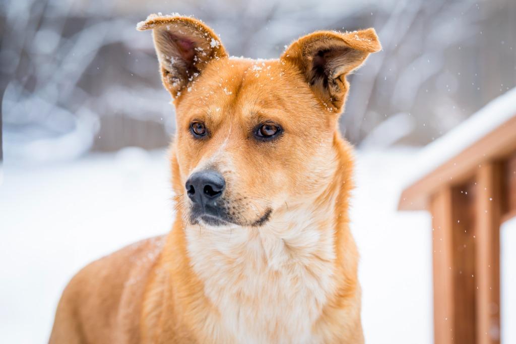 Jermaine, a Adoptable Cattle Dog in Fort Lupton, CO image 5/6