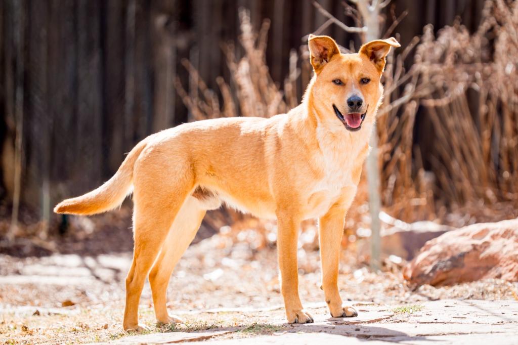 Jermaine, a Adoptable Cattle Dog in Fort Lupton, CO image 6/6