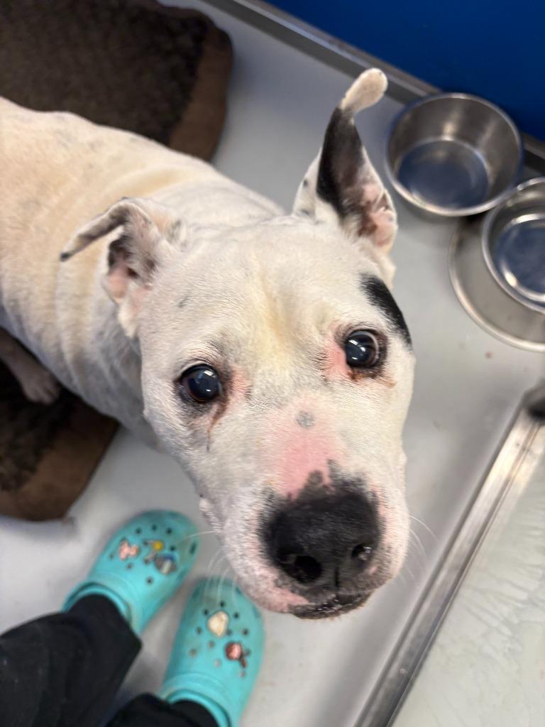 Enlarge Jenkins, a Adoptable mixed breed in New Kensington, PA image 1/6