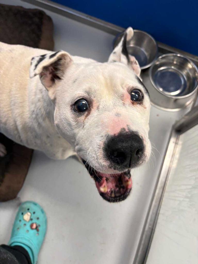 Enlarge Jenkins, a Adoptable mixed breed in New Kensington, PA image 2/6