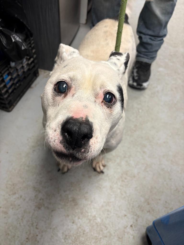 Enlarge Jenkins, a Adoptable mixed breed in New Kensington, PA image 5/6