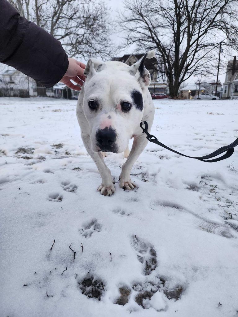 Enlarge Jenkins, a Adoptable mixed breed in New Kensington, PA image 6/6