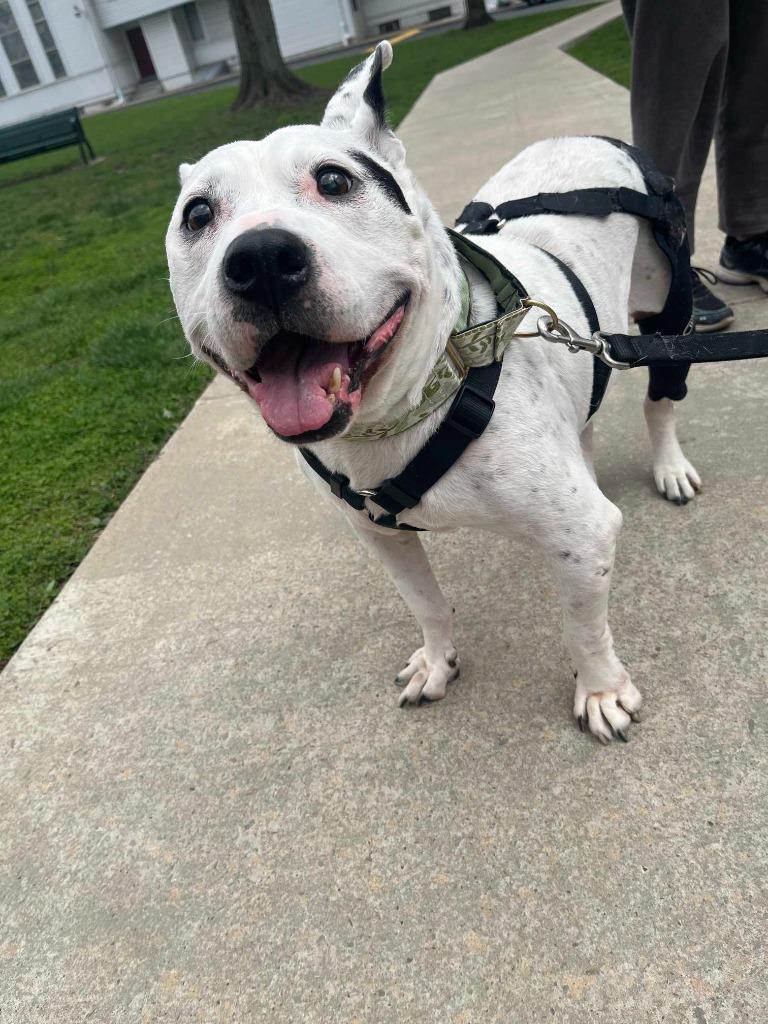 Enlarge Jenkins, a Adoptable mixed breed in New Kensington, PA image 6/6