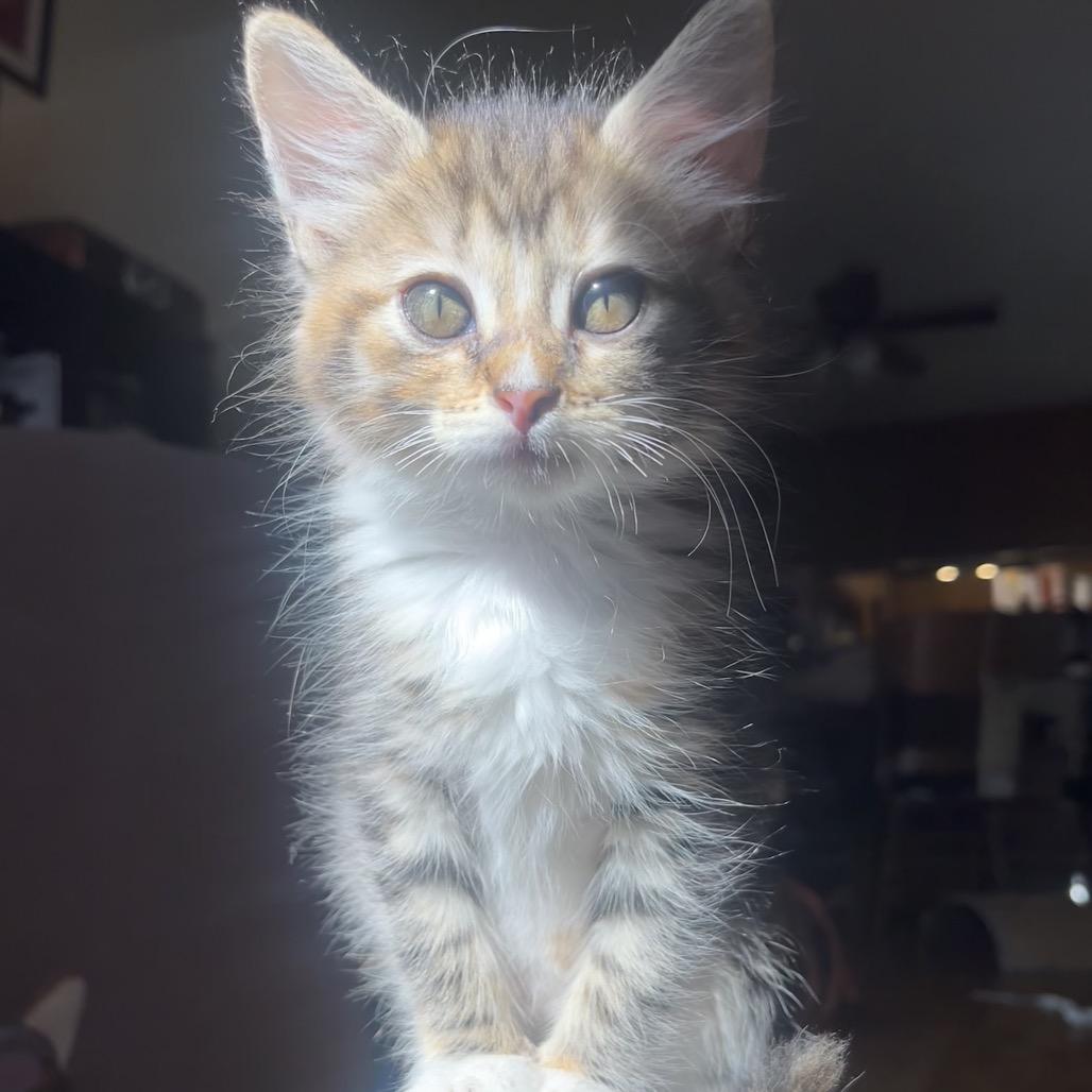 Enlarge Tiramisu, a Adoptable Domestic Long Hair in Costa Mesa, CA image 1/3