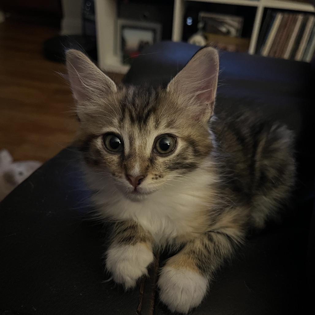 Enlarge Tiramisu, a Adoptable Domestic Long Hair in Costa Mesa, CA image 2/3