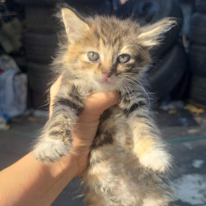 Enlarge Tiramisu, a Adoptable Domestic Long Hair in Costa Mesa, CA image 3/3