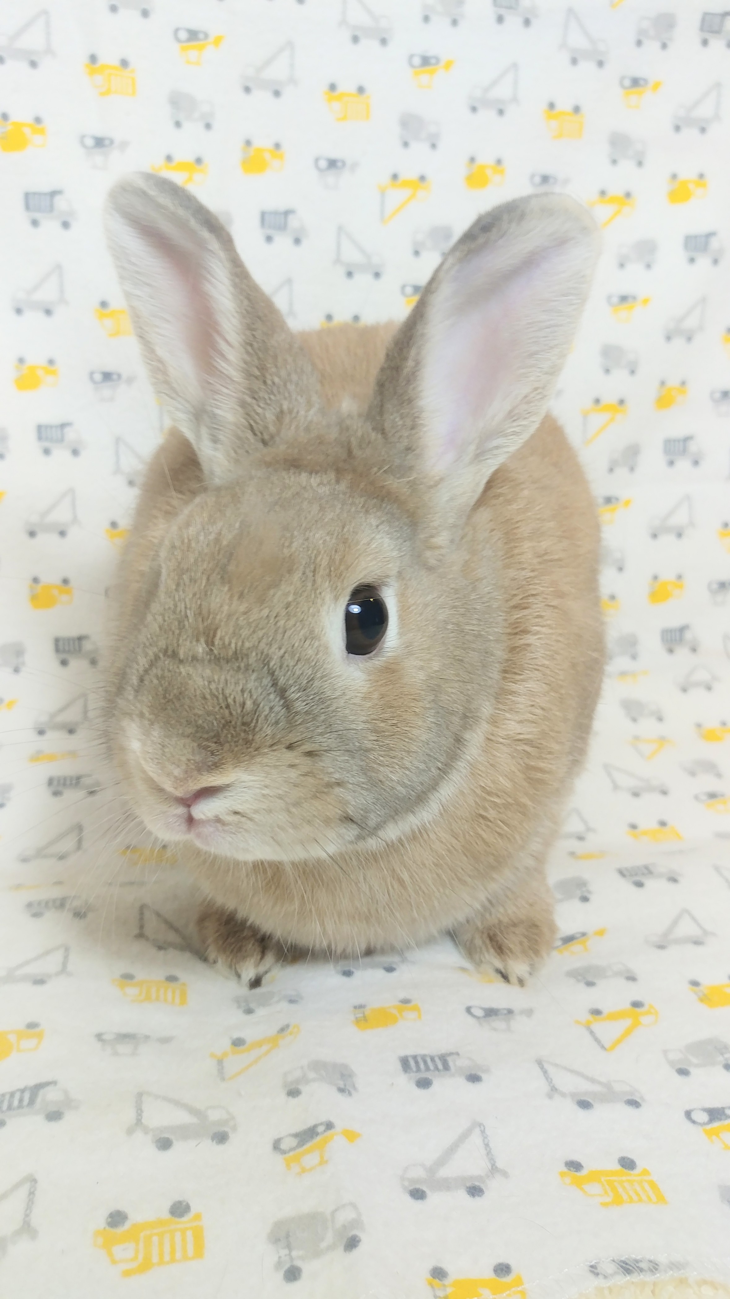Panini, a Adoptable Bunny Rabbit in Lake Elsinore, CA image 5/6