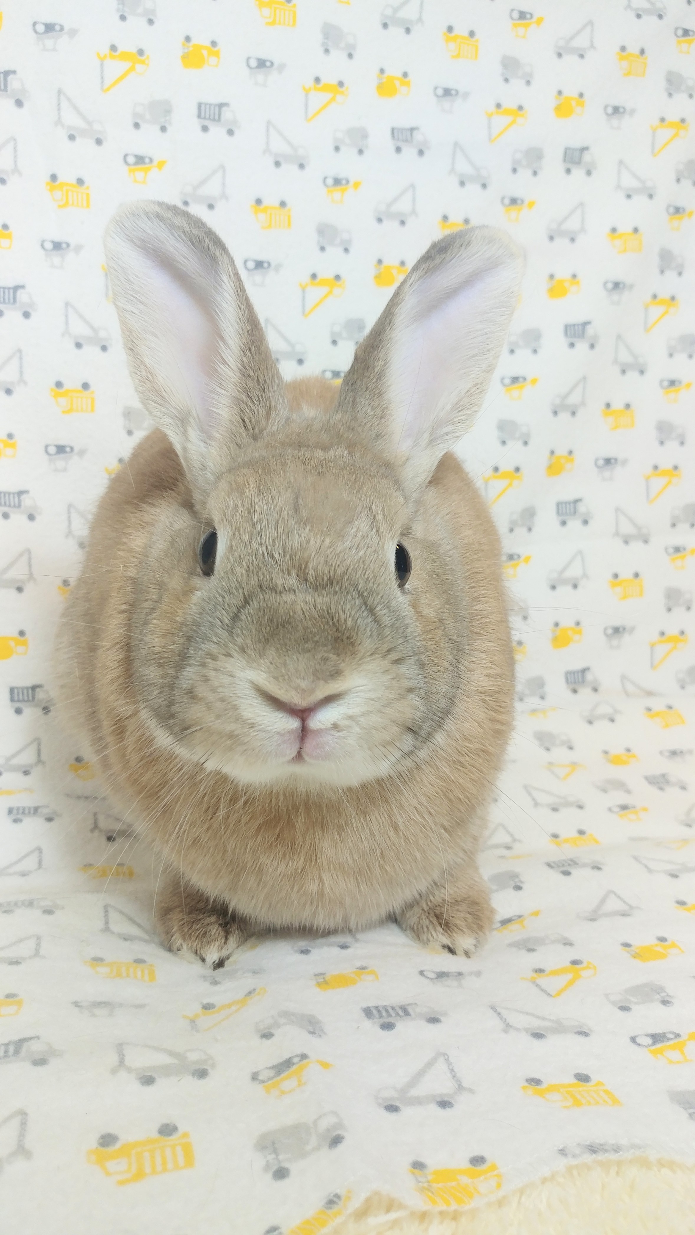 Panini, Adult Male Bunny Rabbit