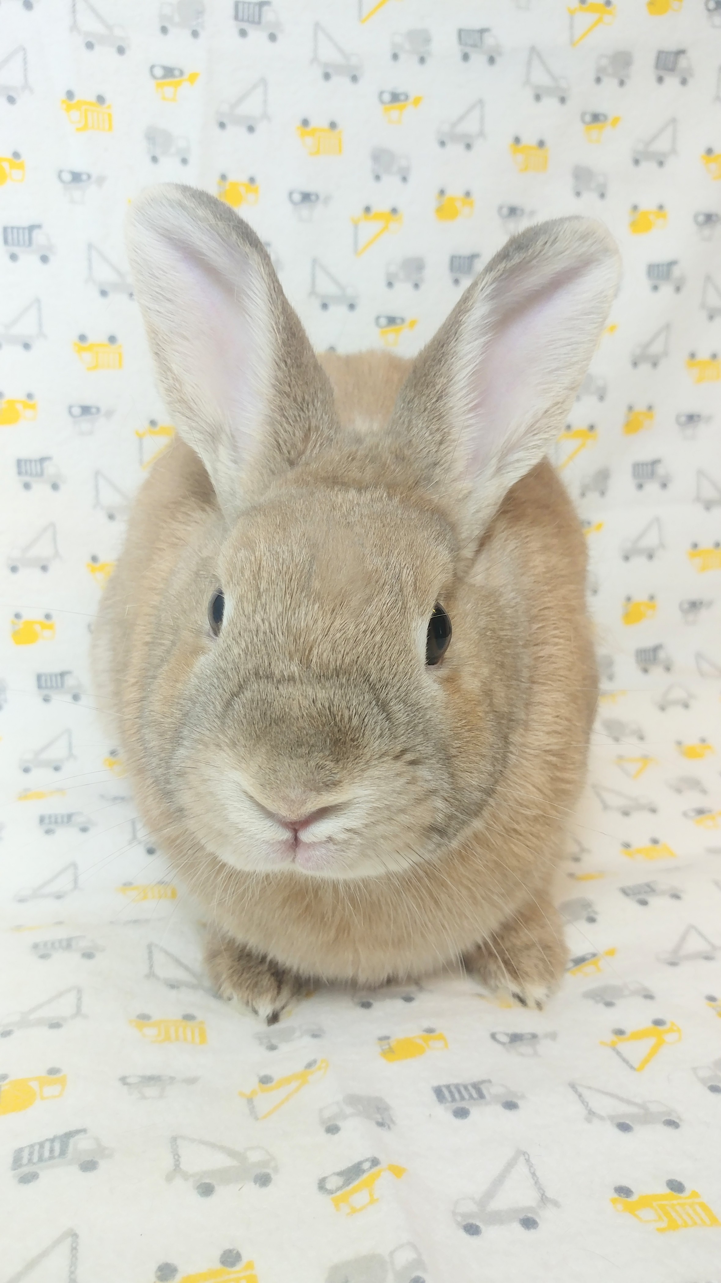 Panini, a Adoptable Bunny Rabbit in Lake Elsinore, CA image 3/6