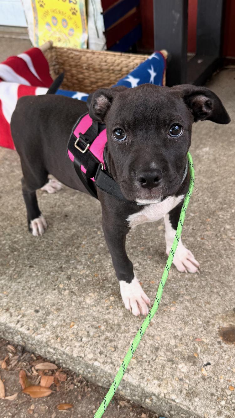 Roxy, ADOPTABLE, Young Female American Bulldog.