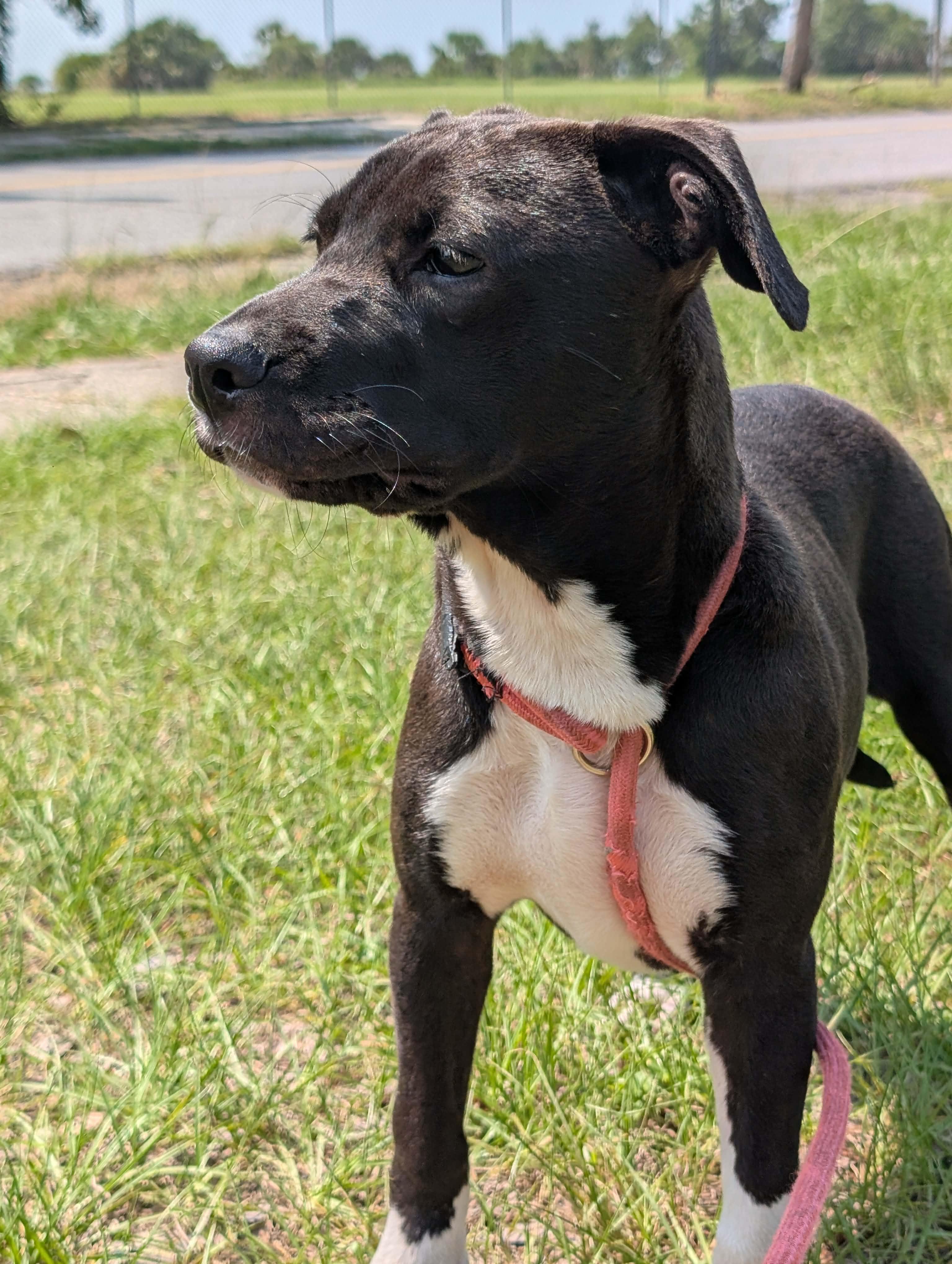 Roxy, a ADOPTABLE mixed breed in Pensacola, FL image 3/4