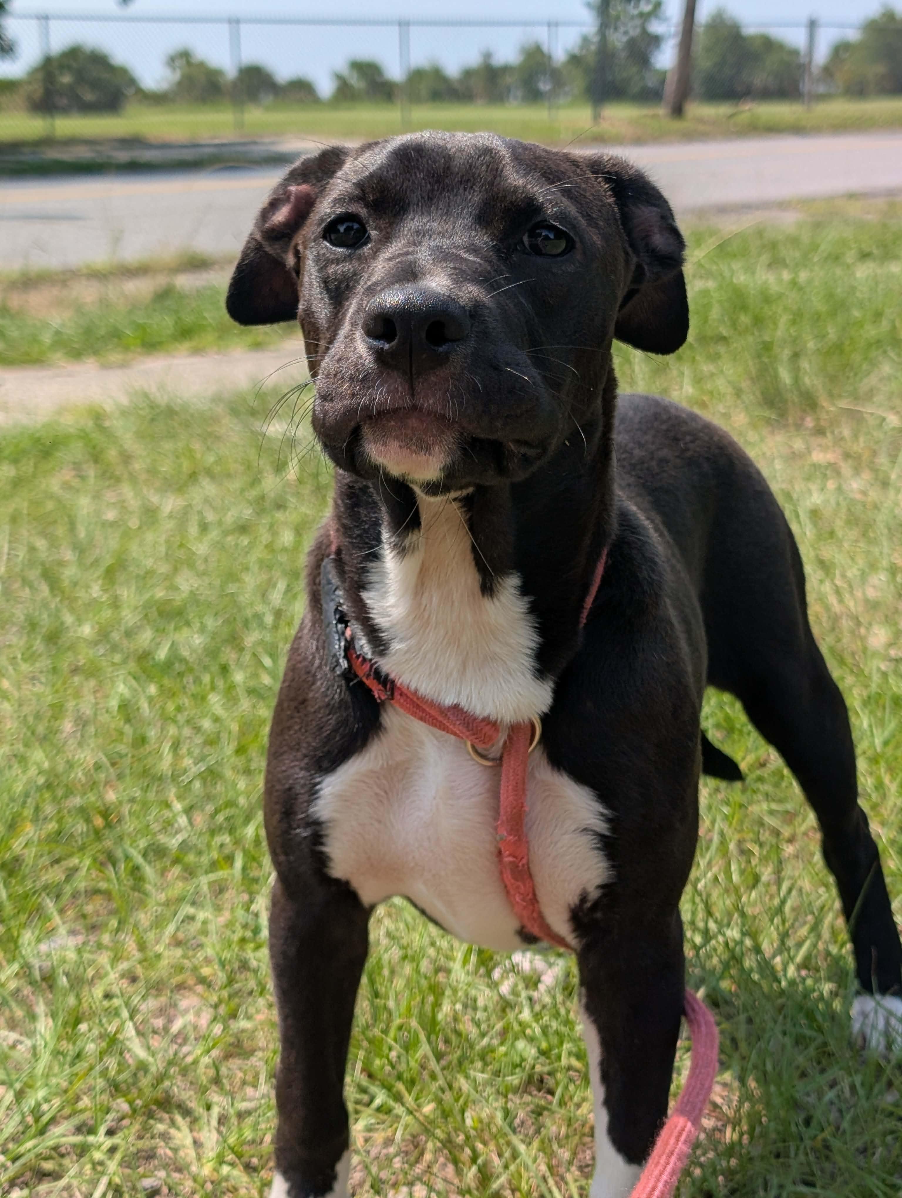 Roxy, a ADOPTABLE mixed breed in Pensacola, FL image 2/4