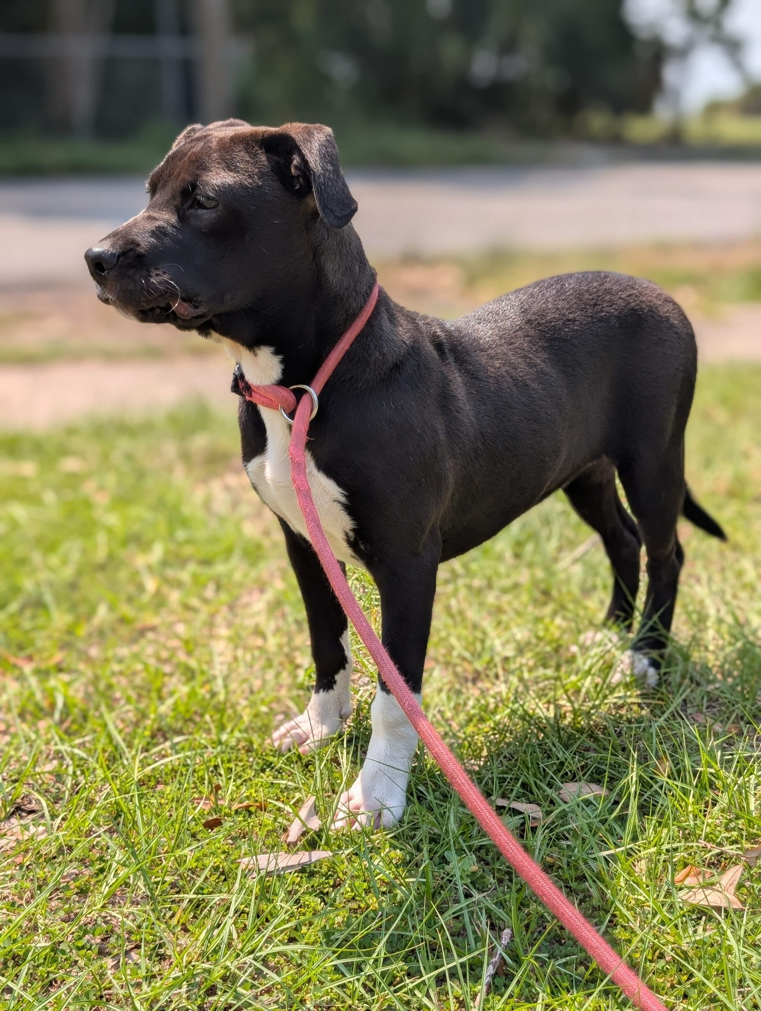 Roxy, a ADOPTABLE mixed breed in Pensacola, FL image 4/4