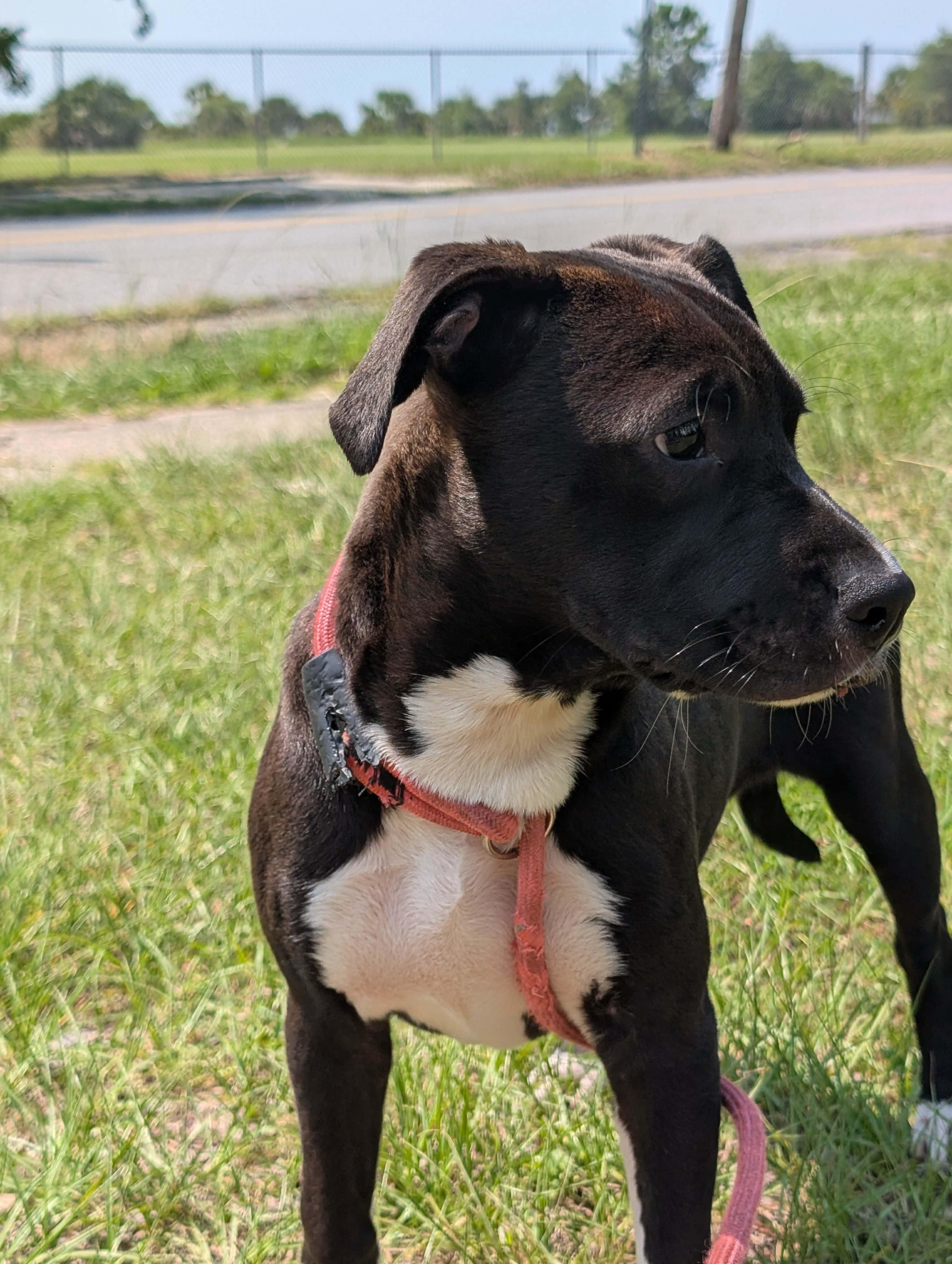Roxy, a ADOPTABLE mixed breed in Pensacola, FL image 1/4