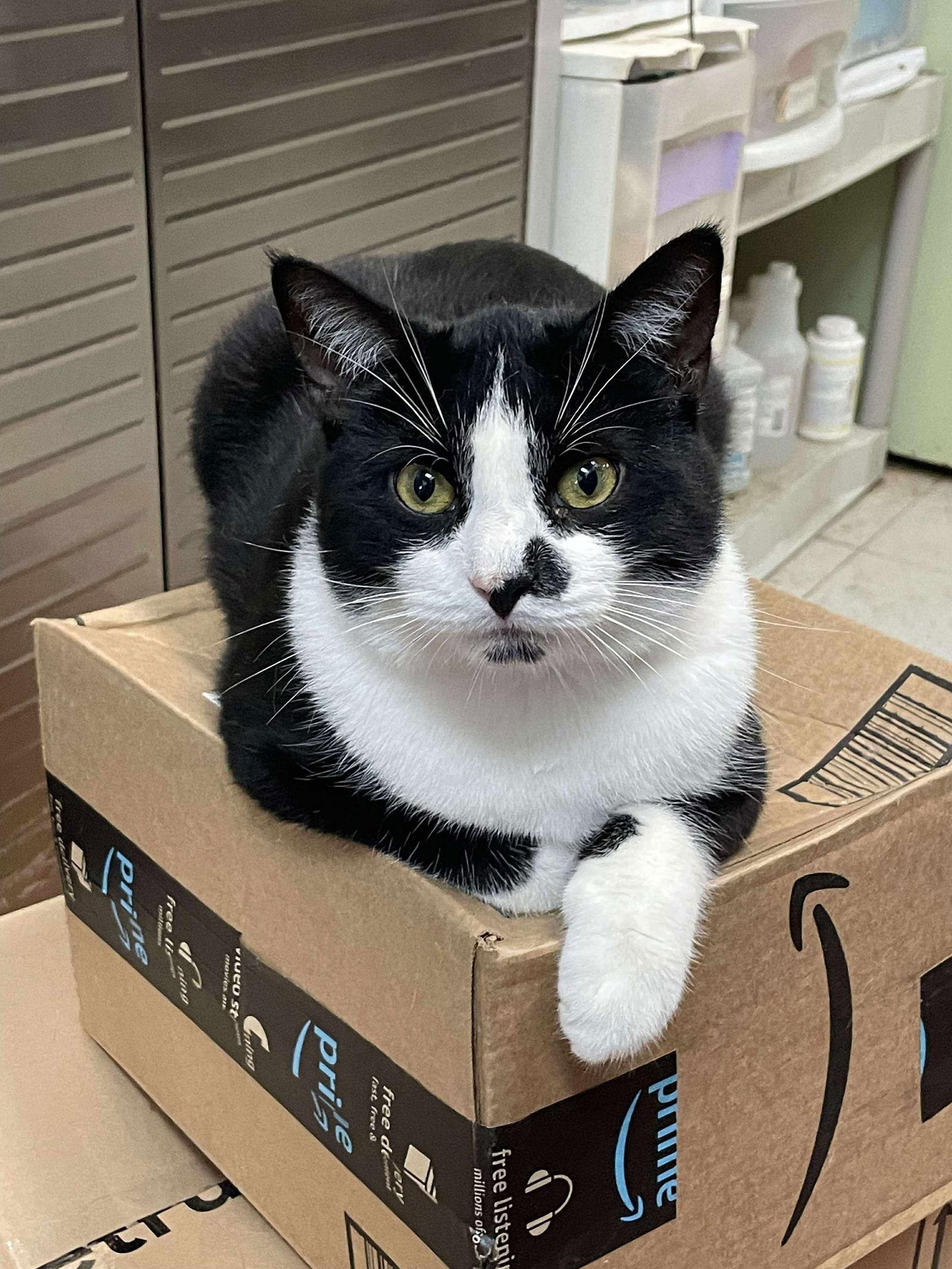 Timber — thumbnail 2