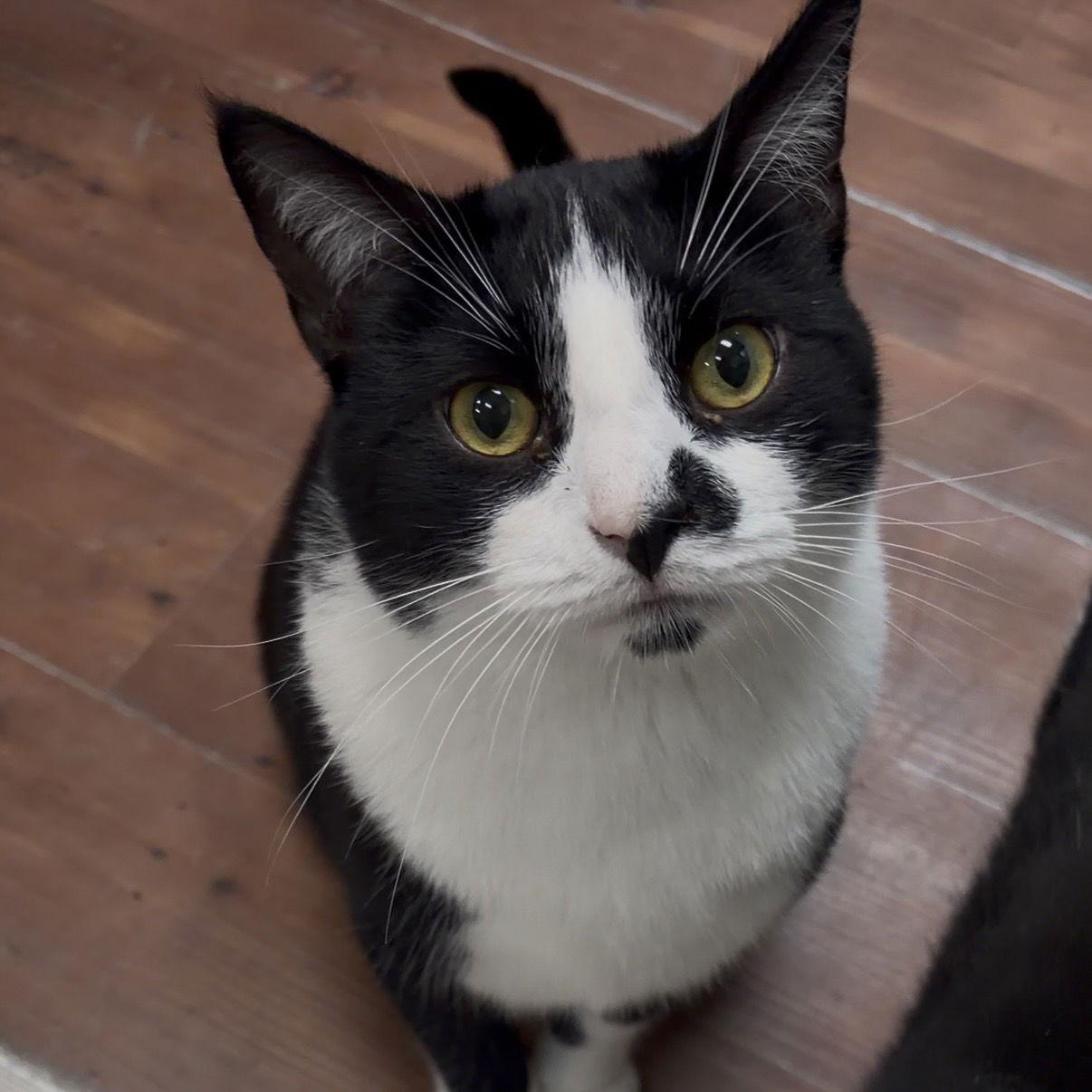 Timber — thumbnail 3