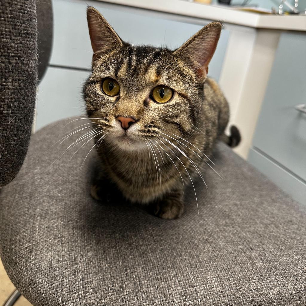 Enlarge Marlow, a Adoptable Domestic Short Hair in Poplar Bluff, MO image 1/2