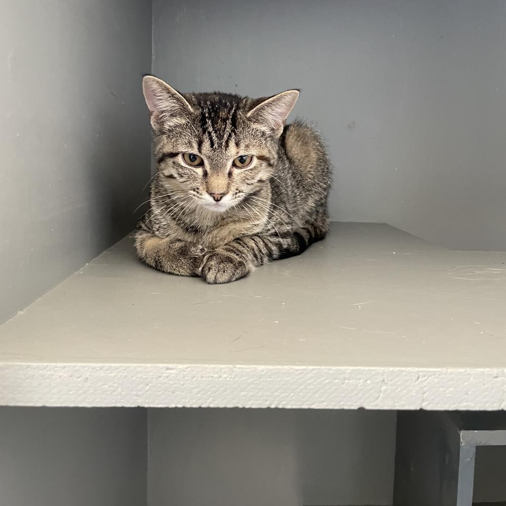 Enlarge Marlow, a Adoptable Domestic Short Hair in Poplar Bluff, MO image 2/2