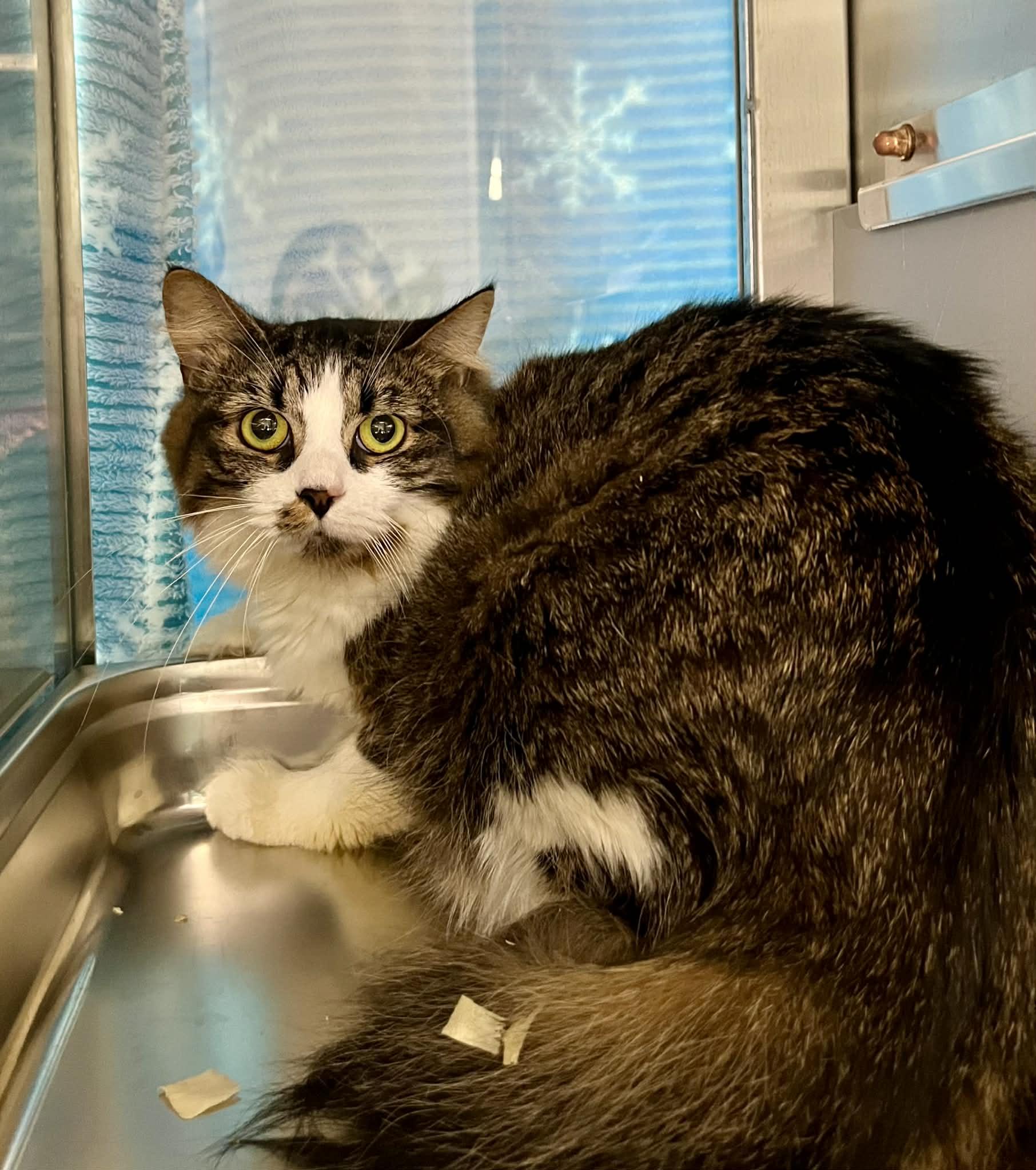 Cupcake, Adoptable, Young Female Domestic Medium Hair.