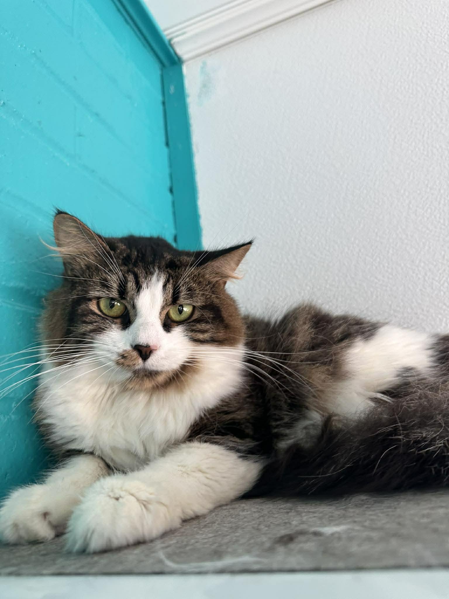 Enlarge Cupcake, a Adoptable Domestic Medium Hair in Moundsville, WV image 1/1