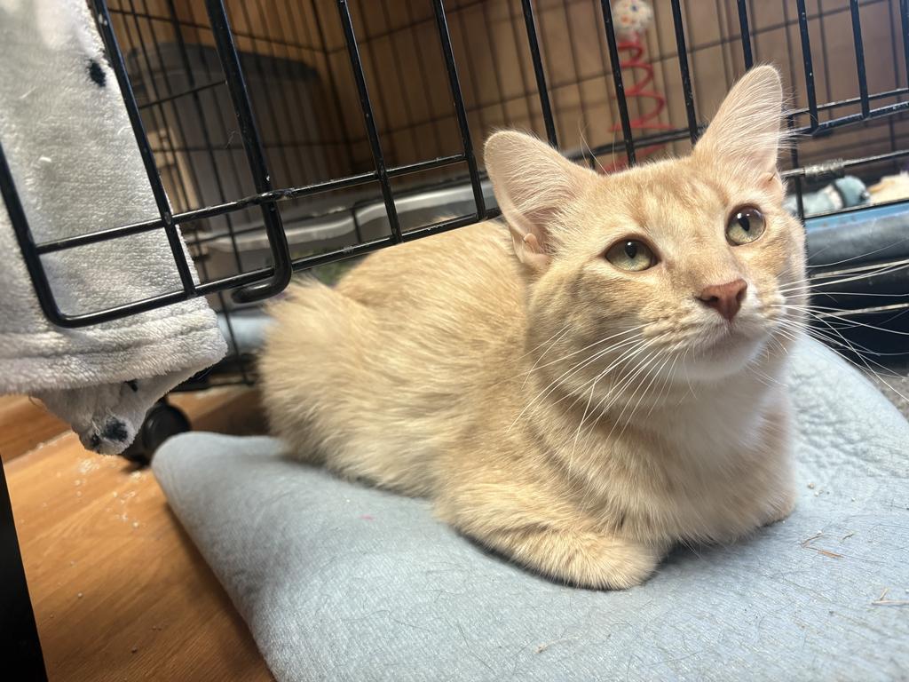 Todd, Adoptable, Young Male Domestic Medium Hair.