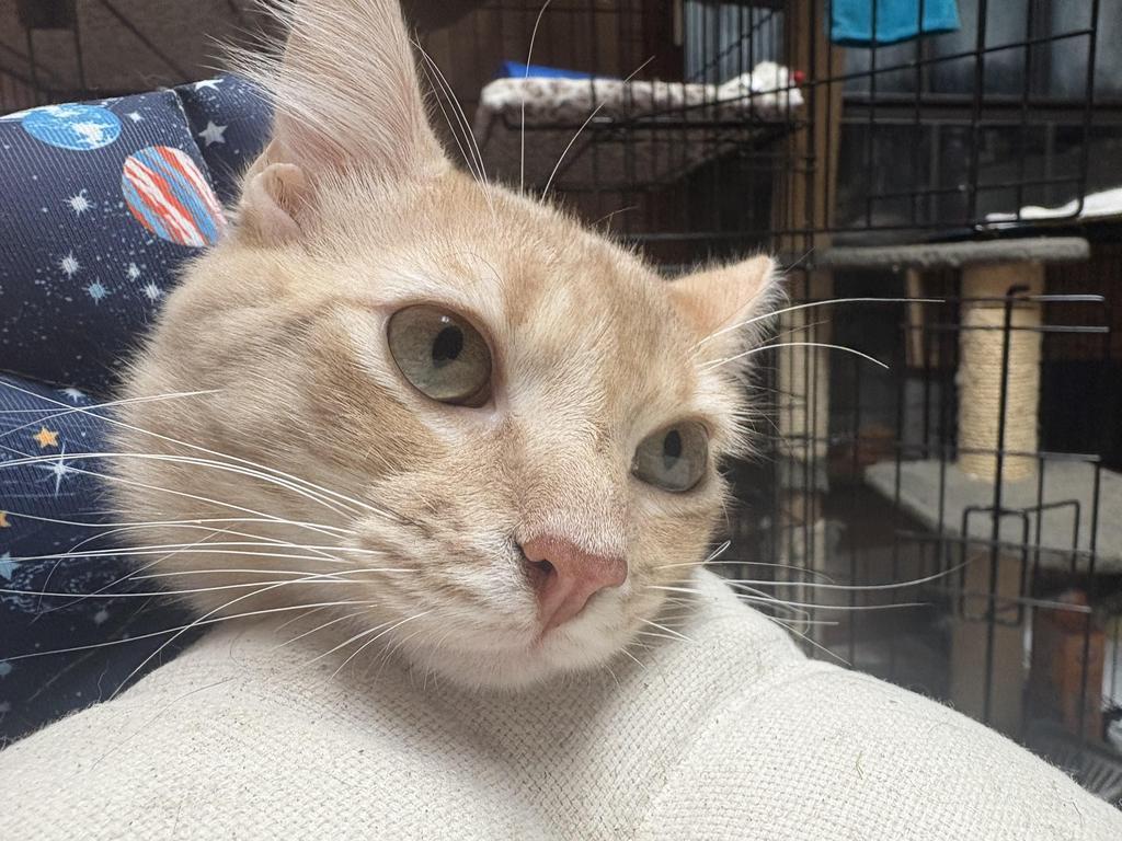 Enlarge Todd, a Adoptable mixed breed in El Dorado, AR image 2/6