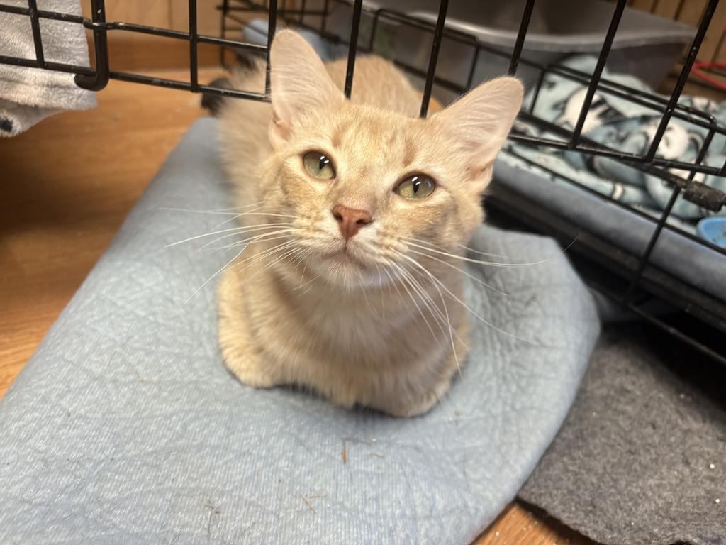 Enlarge Todd, a Adoptable mixed breed in El Dorado, AR image 6/6