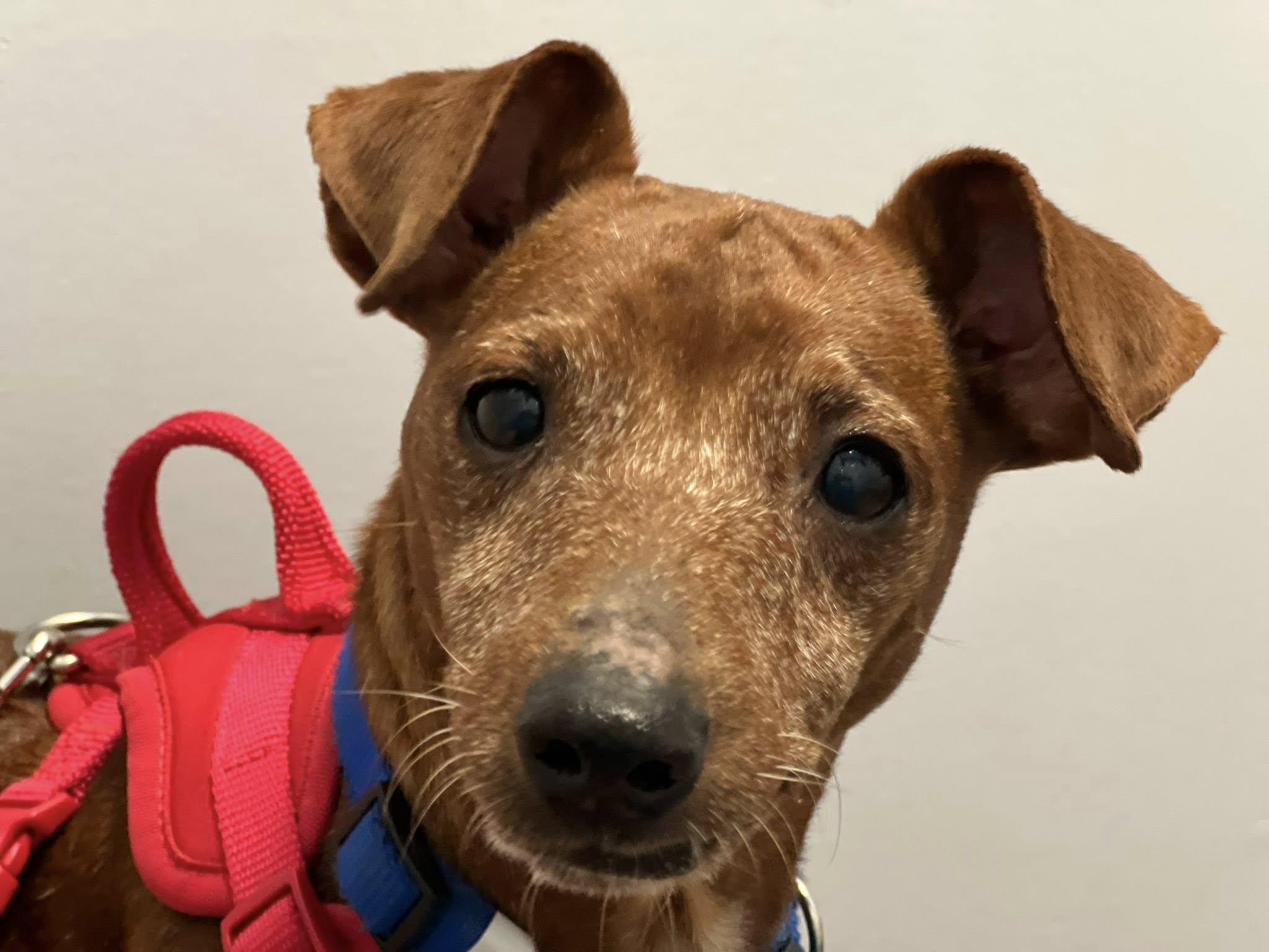 Bear, Adopted, Senior Male Miniature Pinscher.