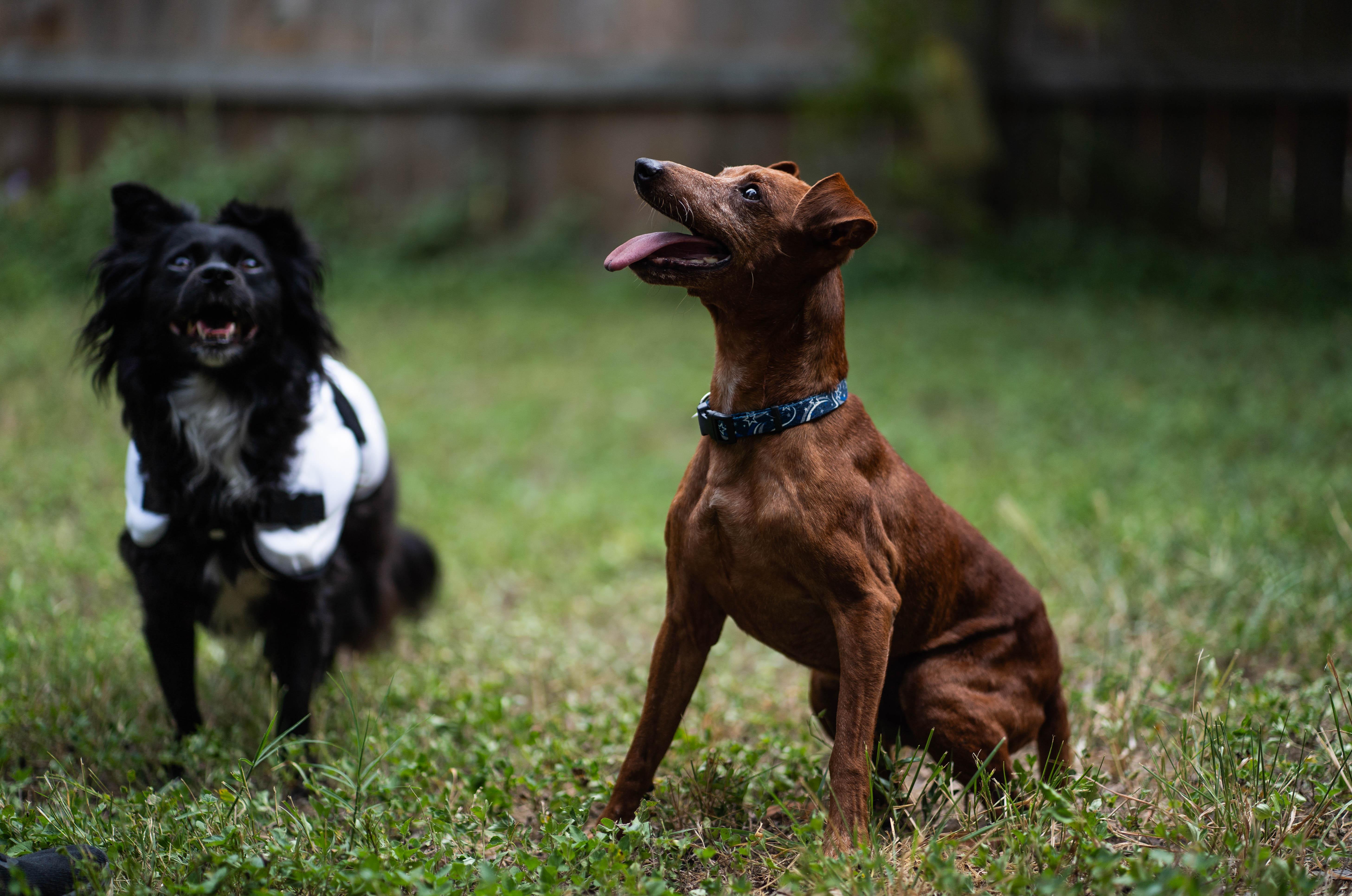 Enlarge Bear, a Adopted Miniature Pinscher in Austin, TX image 2/5