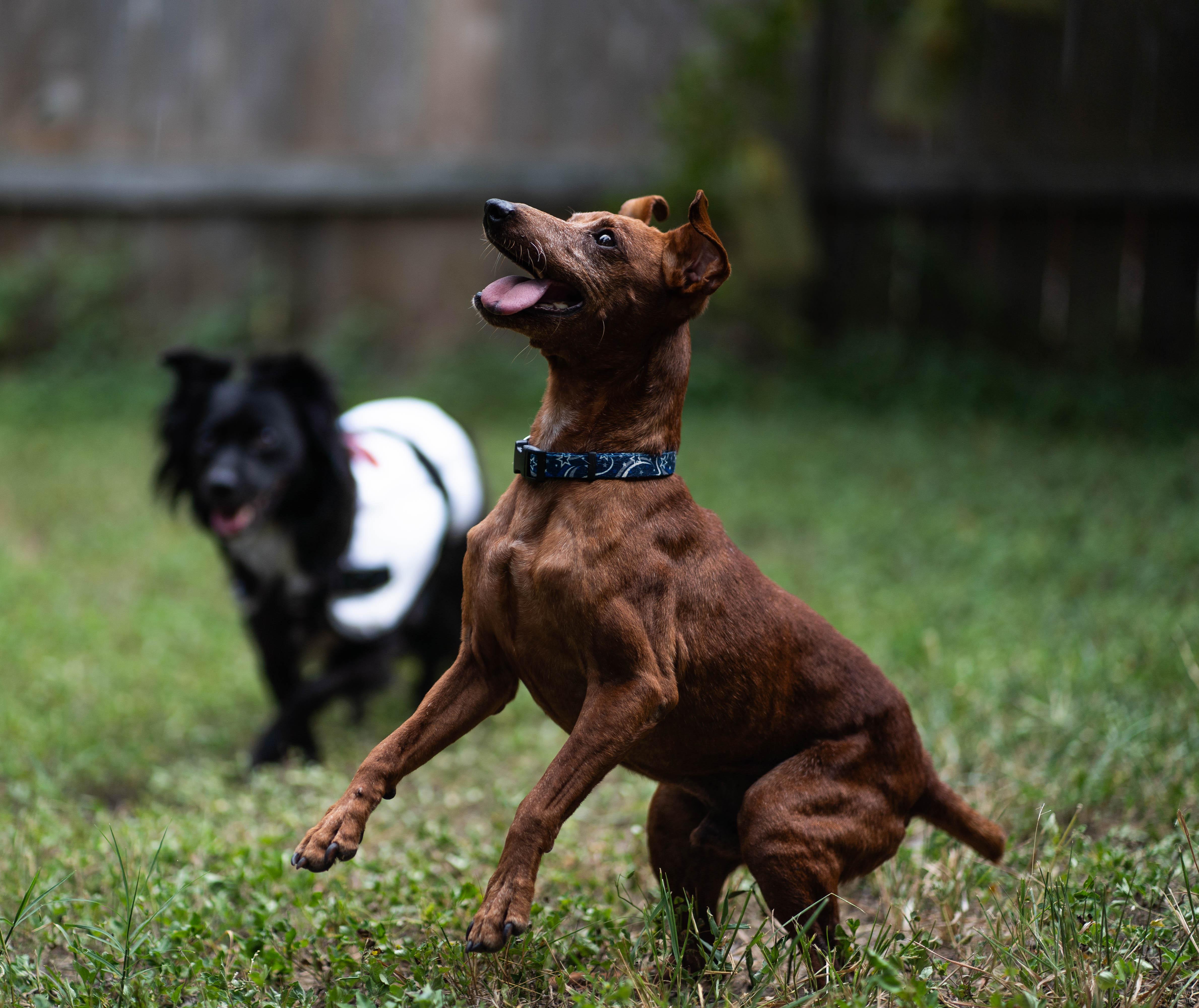 Enlarge Bear, a Adopted Miniature Pinscher in Austin, TX image 3/5