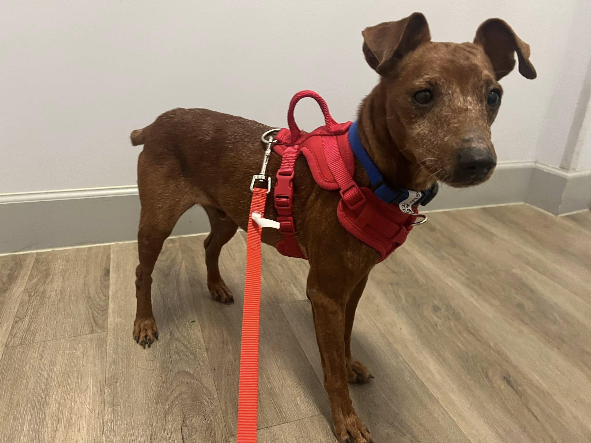 Enlarge Bear, a Adopted Miniature Pinscher in Austin, TX image 4/5