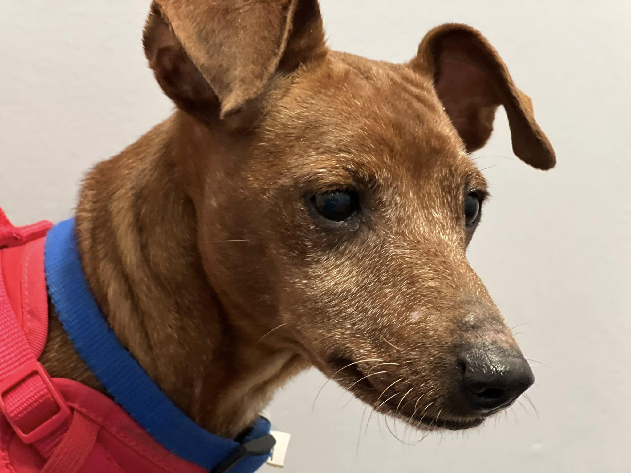 Enlarge Bear, a Adopted Miniature Pinscher in Austin, TX image 5/5