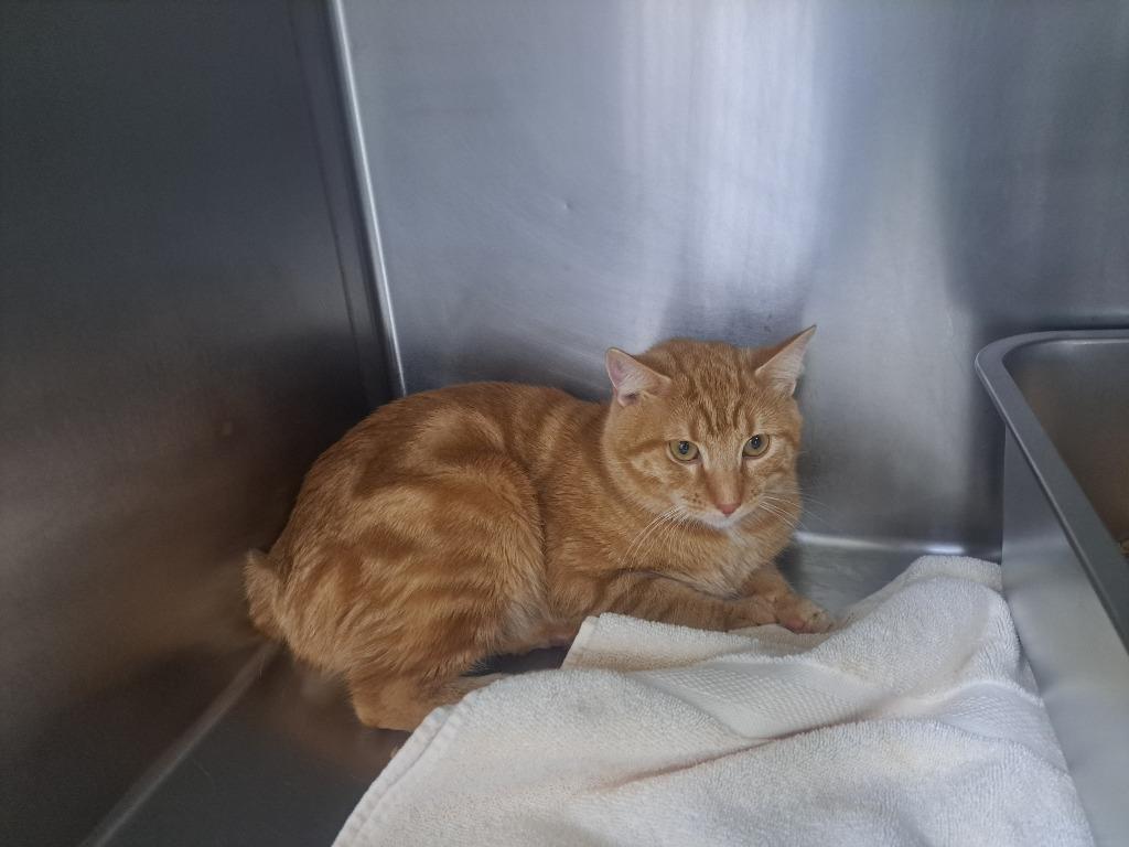 Joel, Adoptable, Young Male Domestic Short Hair.