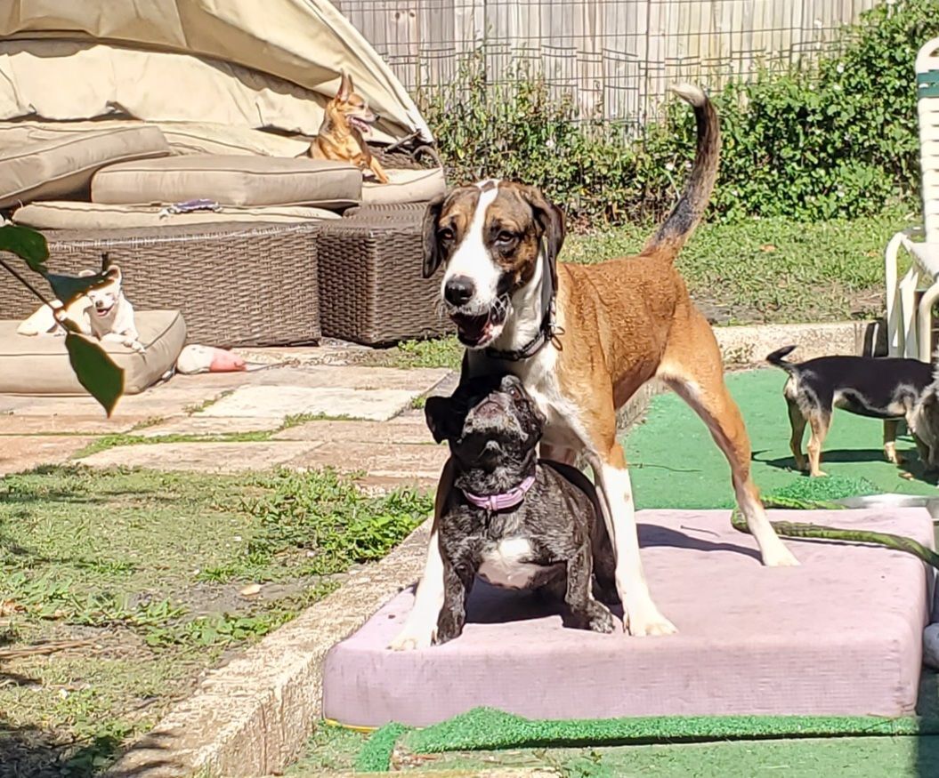 FINLEY please read bio in full, a Adoptable mixed breed in West Palm Beach, FL image 2/4