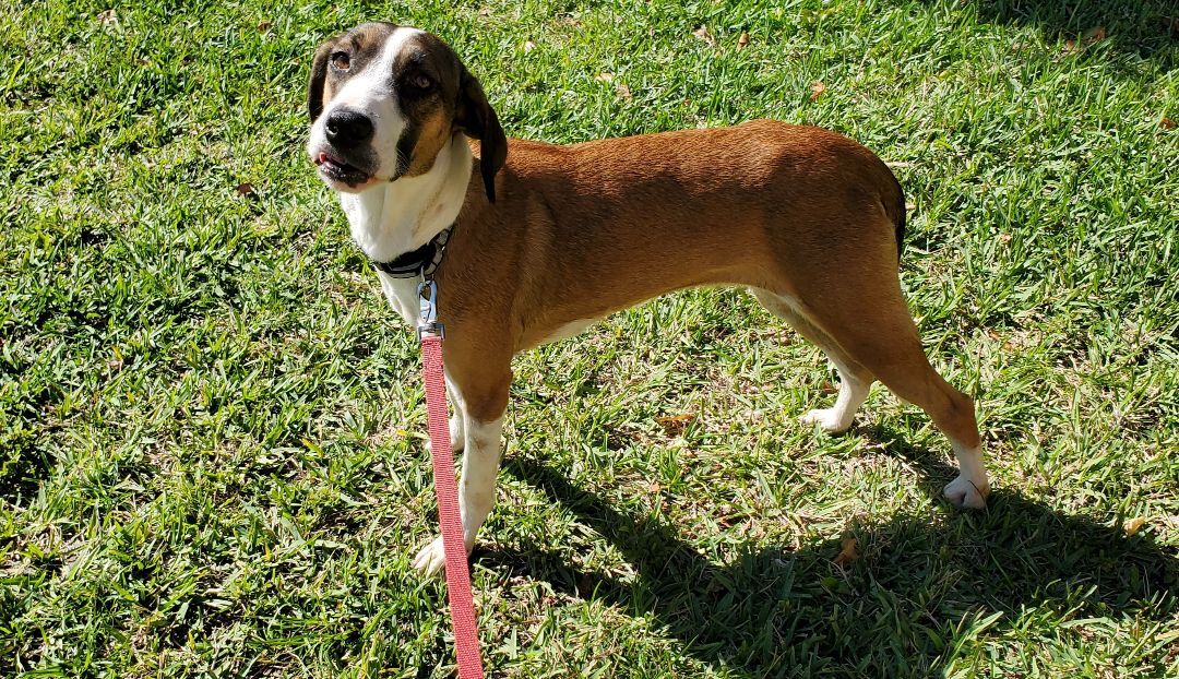 FINLEY please read bio in full, a Adoptable mixed breed in West Palm Beach, FL image 3/4