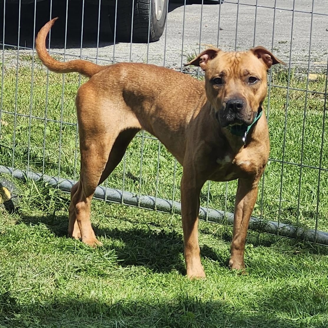 PTH Morgan, Adoptable, Adult Female Pit Bull Terrier.