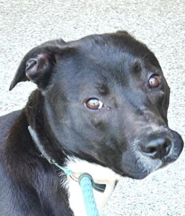 Witt | Courtesy post, Adoptable, Young Male Pit Bull Terrier.