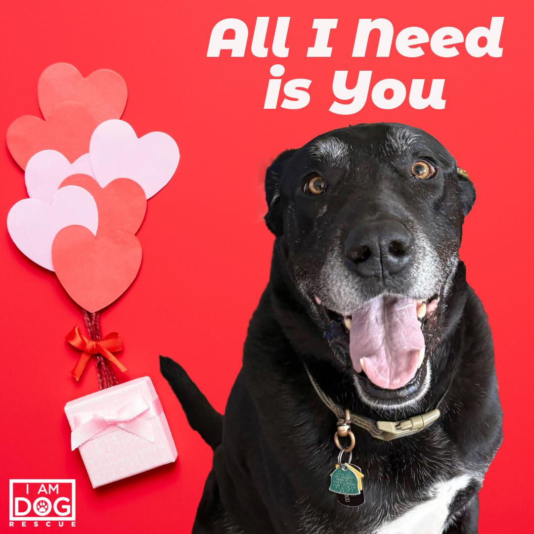 Kiryu, ADOPTABLE, Adult Male Great Dane & Great Pyrenees.