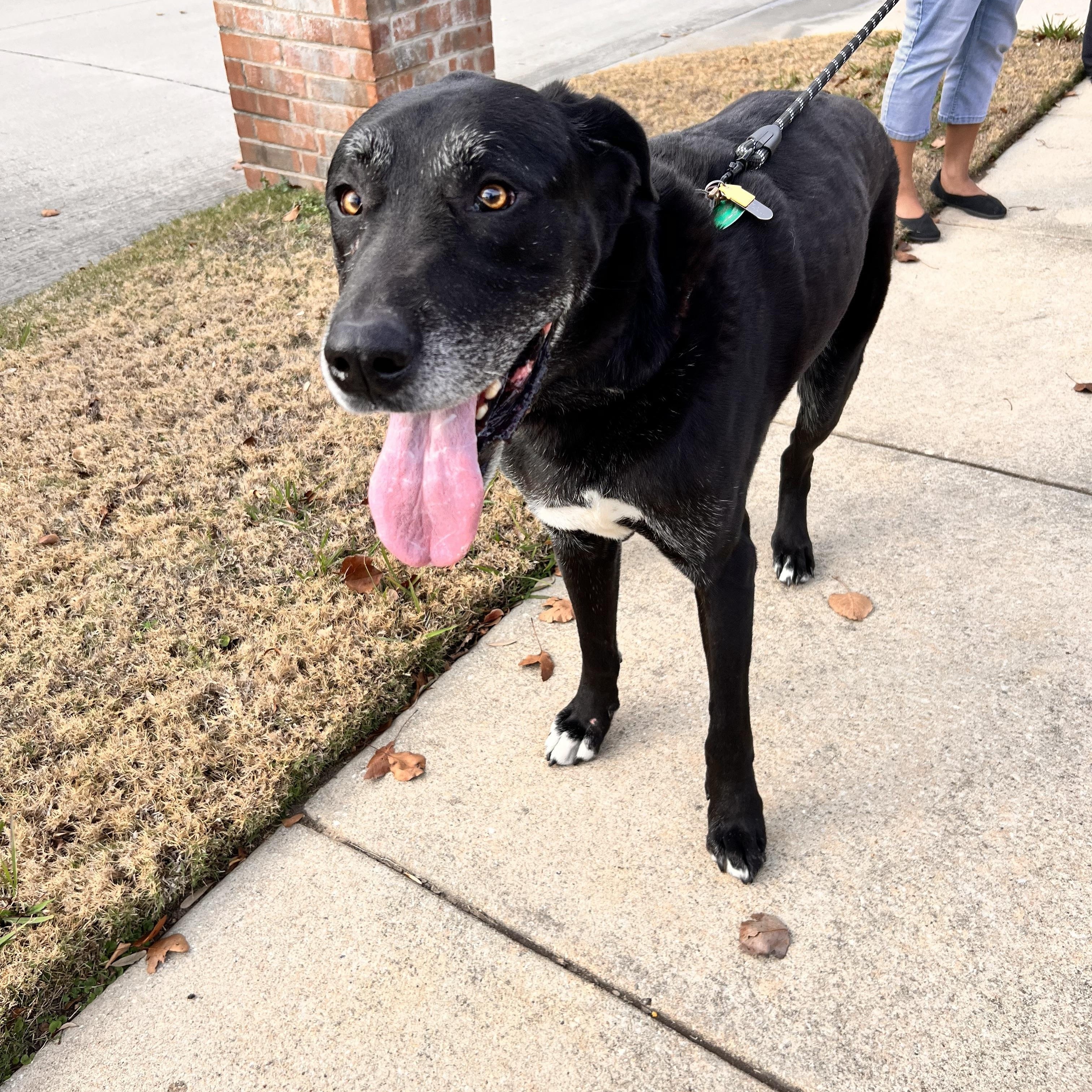 Kiryu, a ADOPTABLE mixed breed in Cross Roads, TX image 2/6