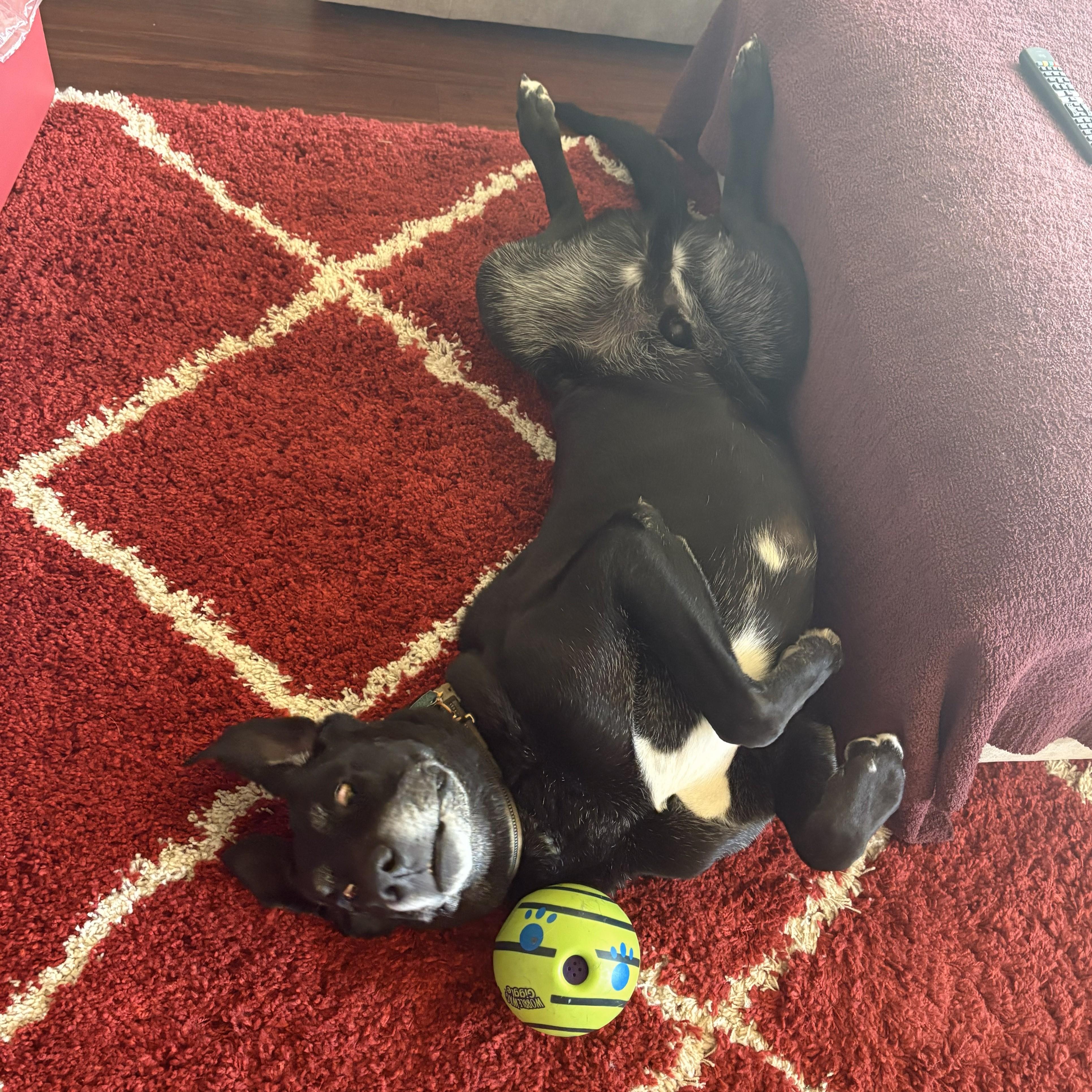 Kiryu, a ADOPTABLE mixed breed in Cross Roads, TX image 5/6