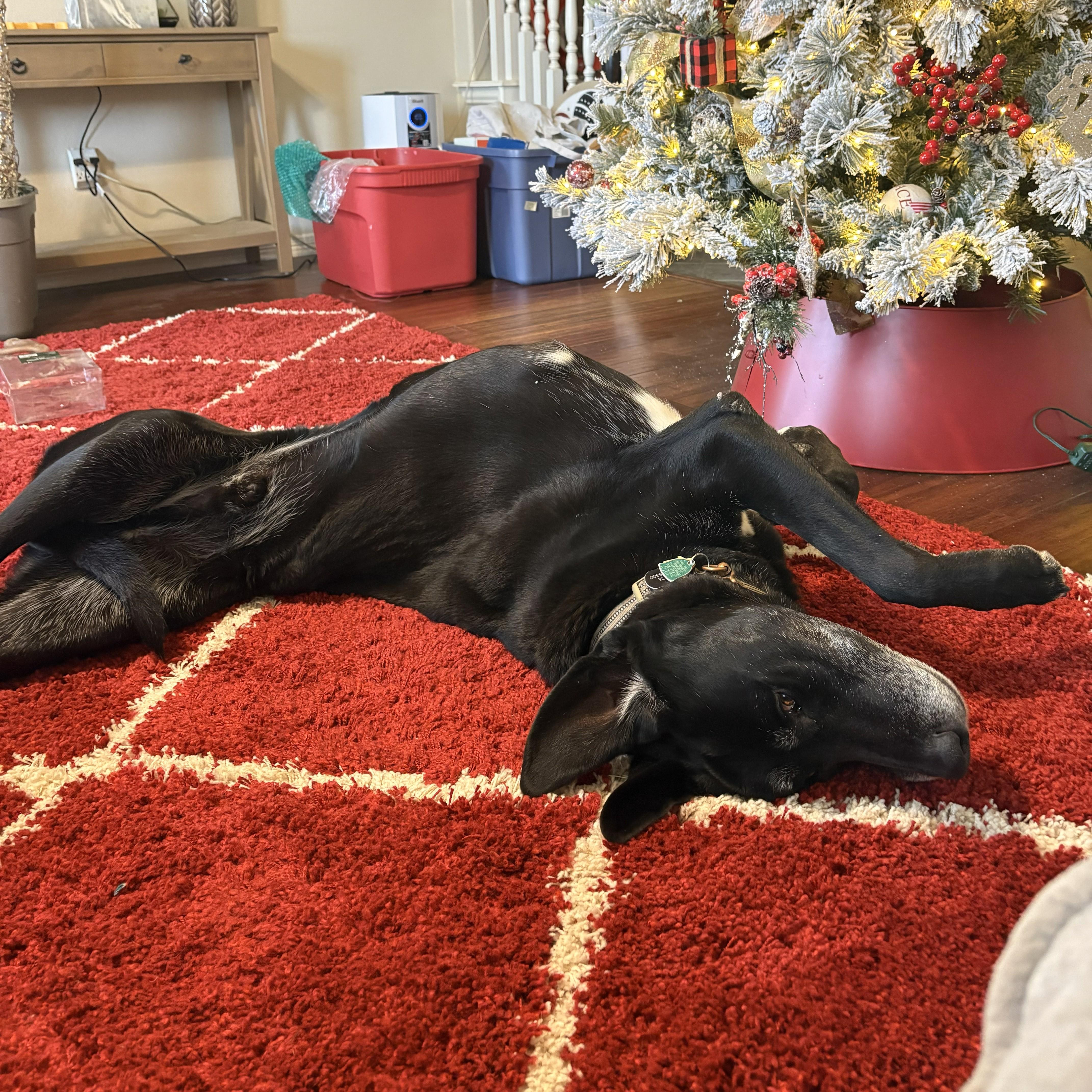 Kiryu, a ADOPTABLE mixed breed in Cross Roads, TX image 4/6