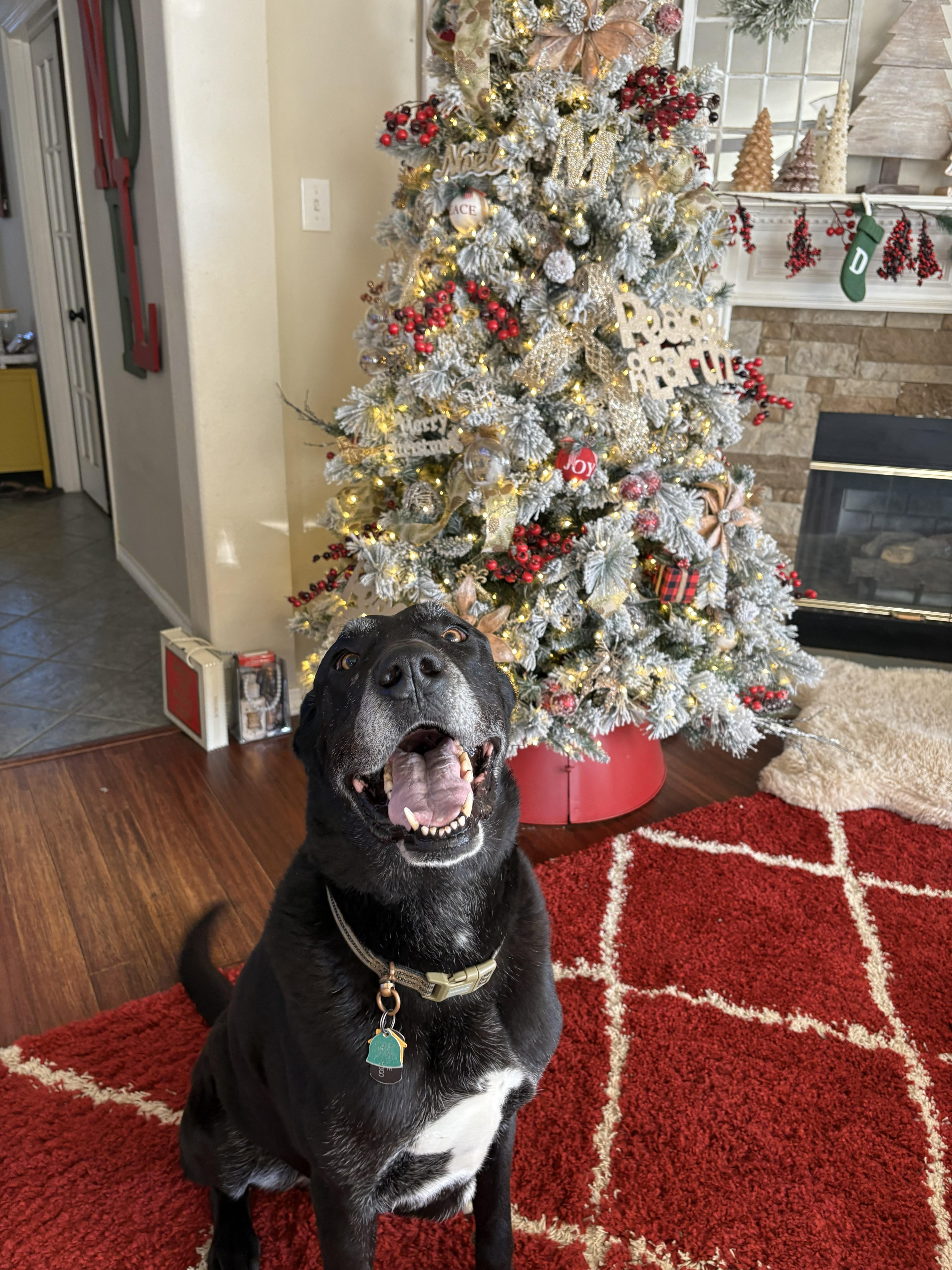 Kiryu, a ADOPTABLE mixed breed in Cross Roads, TX image 3/6