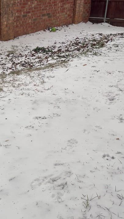 Enlarge Kiryu, a ADOPTABLE mixed breed in Cross Roads, TX video 6/6