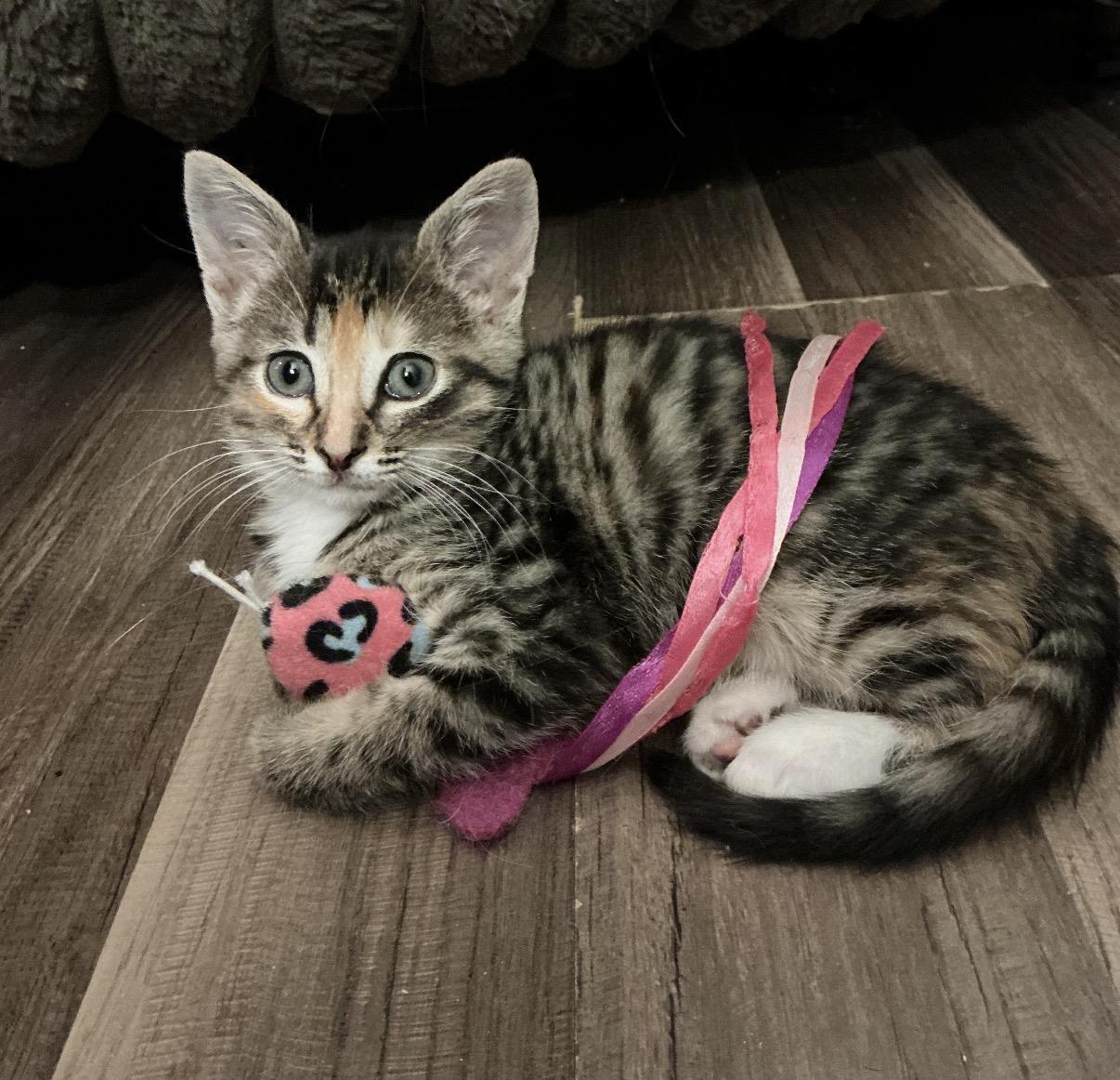 Hazel, adopted, Kitten Female Domestic Short Hair.