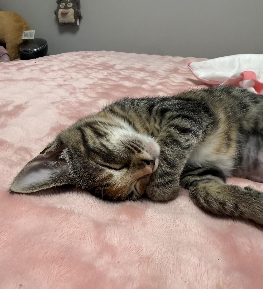 Enlarge Hazel, an adopted Domestic Short Hair in Maineville, OH image 4/4