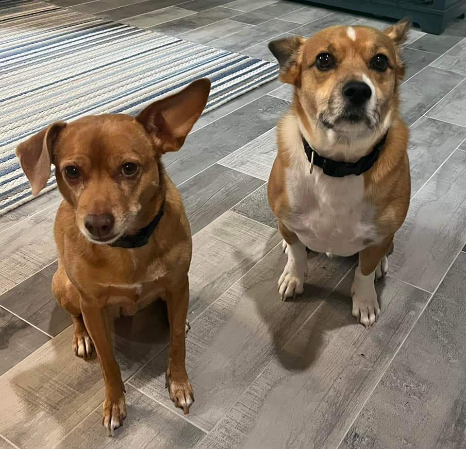 Peach and Pongo, Adoptable, Adult Female Corgi & Chihuahua.