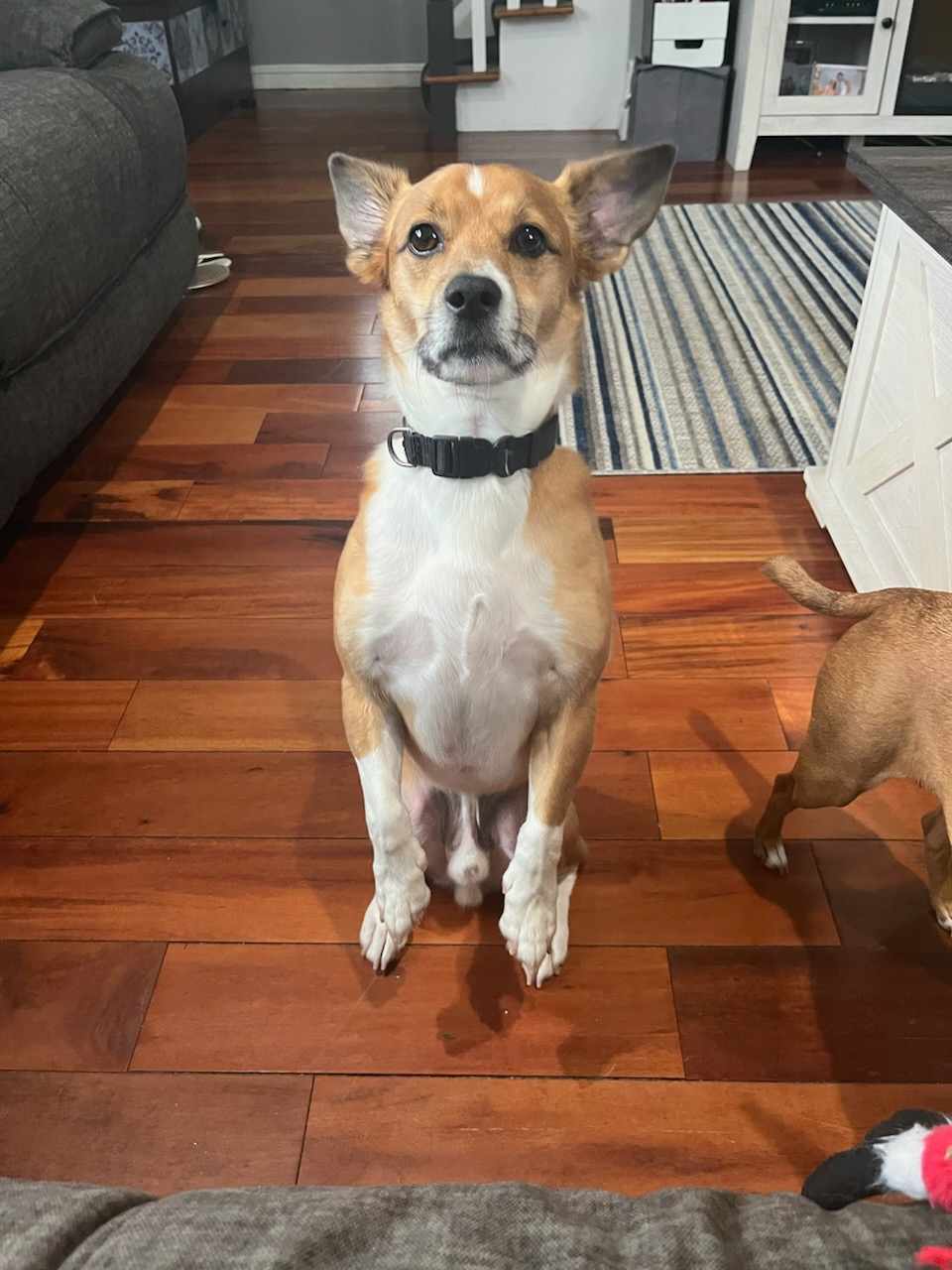 Peach and Pongo, a Adoptable mixed breed in Ozone Park, NY image 2/5