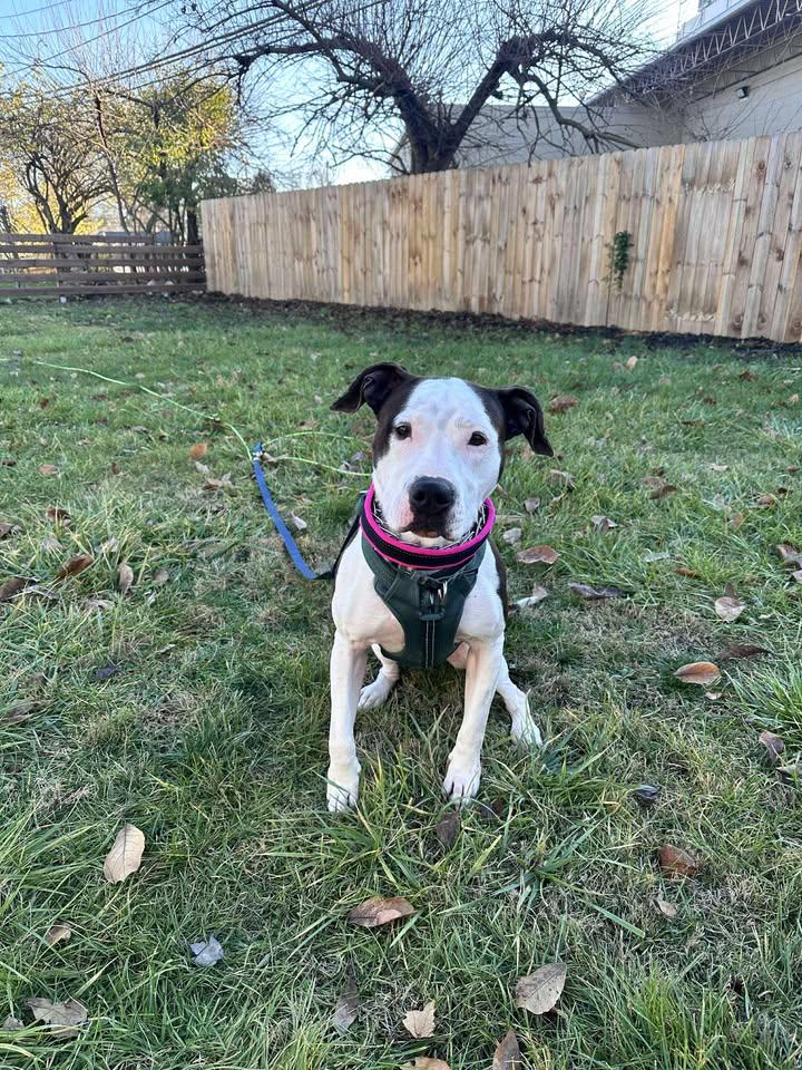 Chase - URGENT, needs foster or adopter, a Adoptable American Bulldog in Miamitown, OH image 4/6